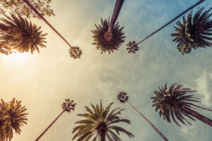 palm trees, low angle shot. Sun rays